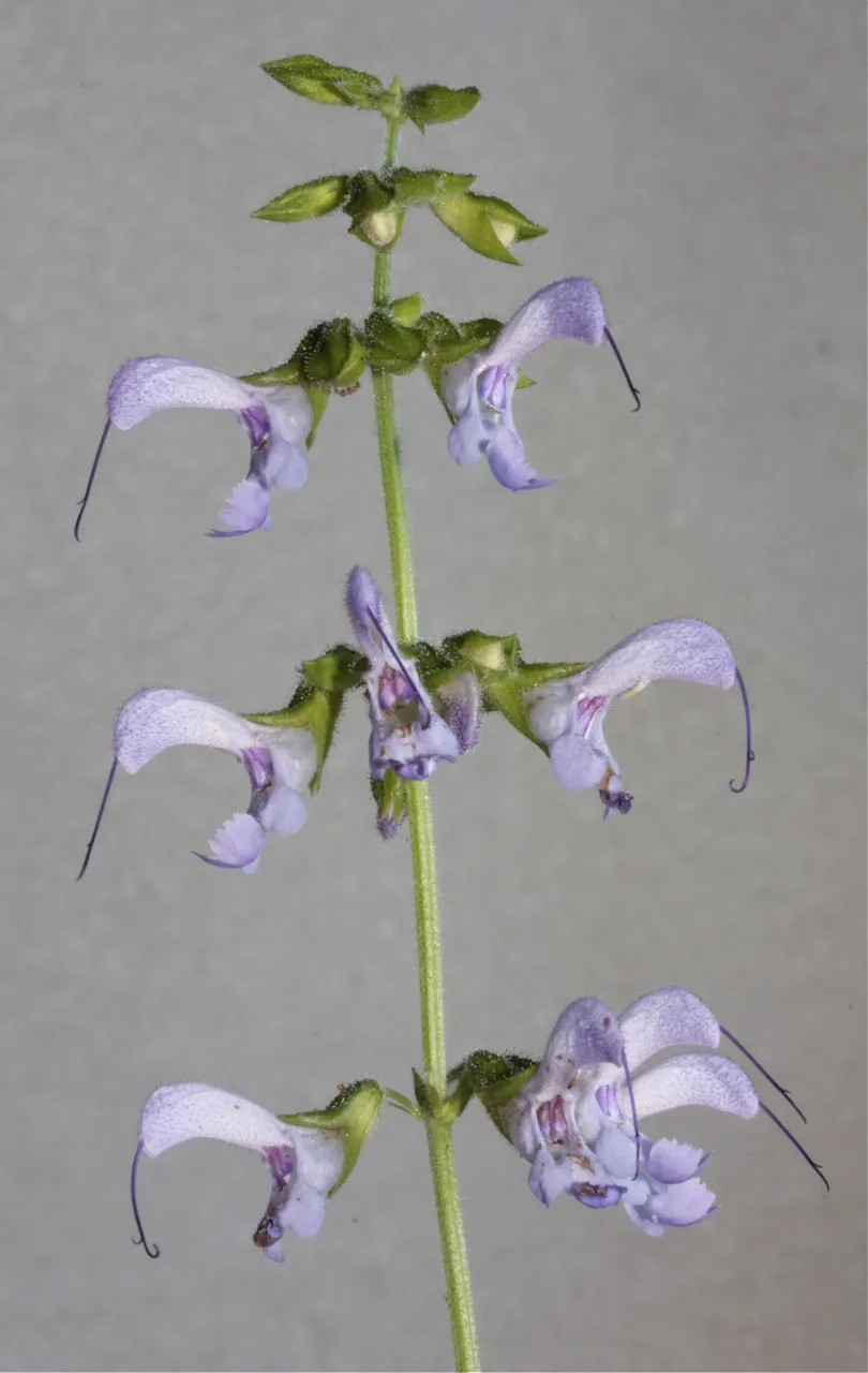Salvia miltiorrhiza
